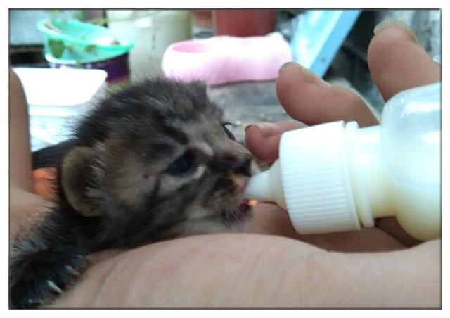 母猫孩子被送人后收养小猫当孩子，生二胎后离世，小猫当起了妈妈