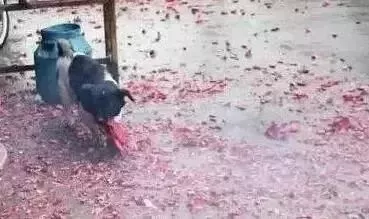 为了取乐，几个孩子竟将点燃的炮竹塞到了流浪狗的嘴里！