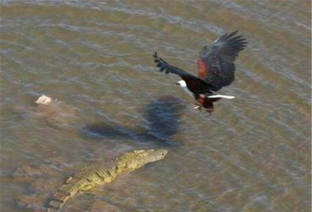 鳄鱼|国外惊现老鹰叼走鳄鱼,半空中又狠狠摔下,场面一度失控!