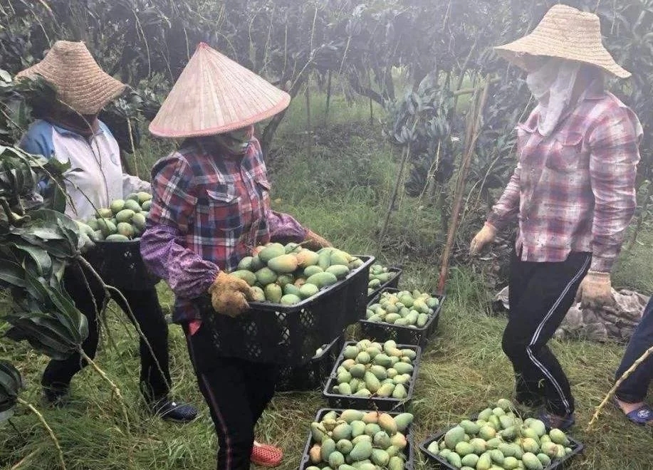 [水果]6万亿订单无人问津！网友：我连自己家的芒果都吃不起，还能吃你的芒果？