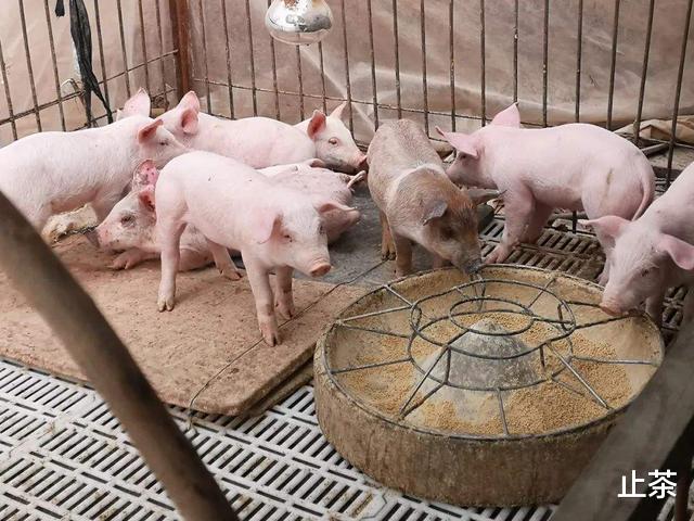 「生猪价格」今日猪价21省下跌，生猪市场一片绿油油，难道真要跌回10元以下？