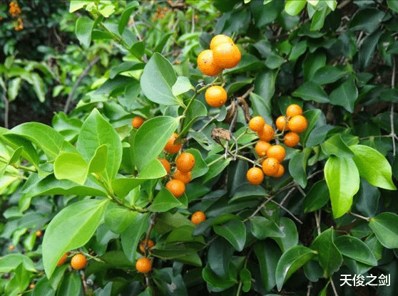 蓖麻毒素|请勿靠近！世界上恐怖的十大毒物，最毒的仅一克就能干掉500亿人