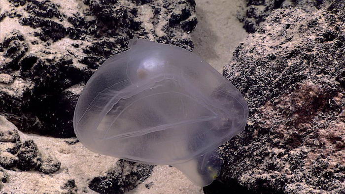 马里亚纳海沟|15种奇怪的生物 生活在世界最深处