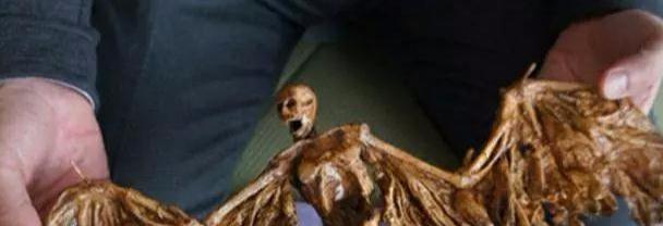 『木乃伊』九张从未见过的神秘生物标本，看的有点怀疑人生