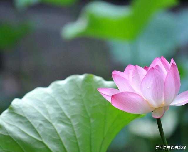 双子座|备胎最多的3大星座，一生桃花不断，魅力无人能敌！