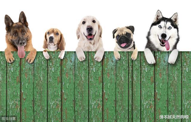 这7种狗狗都是市区禁养犬，拉布拉多和金毛都在其中