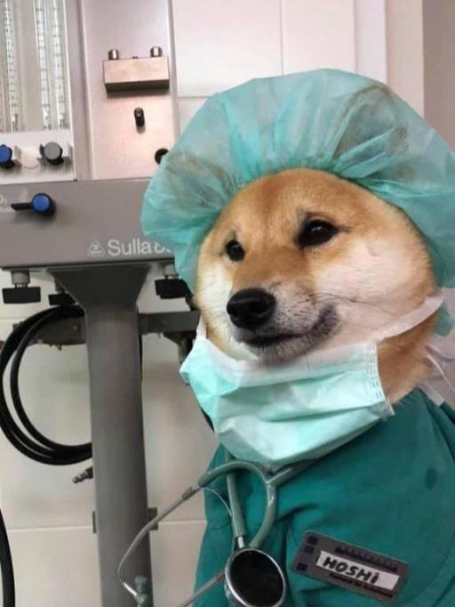 柴犬小医生，看着这眉头皱的认真样，感觉还挺认真负责