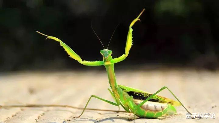 『』如果人类缩小100倍,还能统治地球吗?