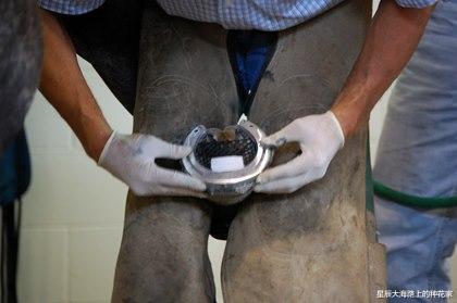 |人为什么要给马钉马掌,而野马却不需要?钉在马蹄上,马不疼吗?