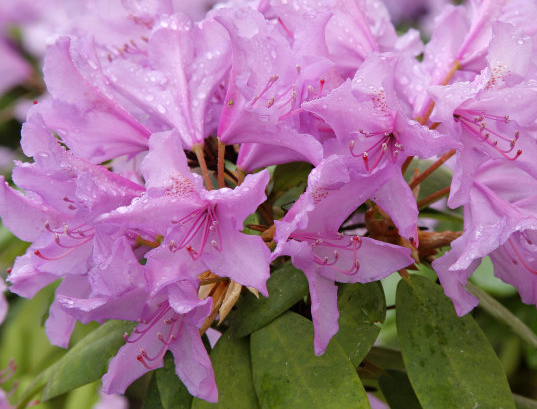 运势|春节前，4属相运势如虹，财运大涨，吉祥如意，大展宏图