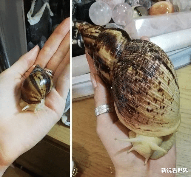 水底奥秘|20组巨型生物对比照片，这些生物体型竟然能长这么大，千万不要被吓到。