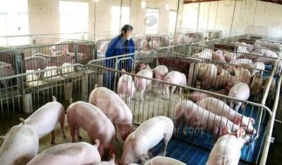 豬肉價格回歸到非洲豬瘟前13 元一斤，國內的養豬集團能答應嗎？-圖2
