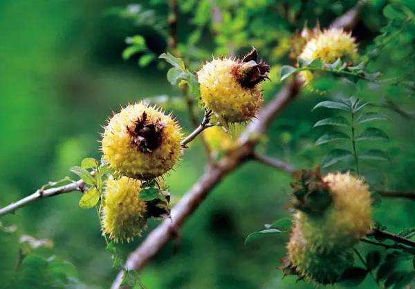 抗癌▲民间中医口口相传的“防癌方”，3味草药，不妨多喝