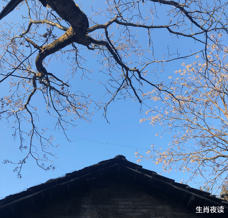 运势|11月，怦然心动，爱情降落，前任辗转反侧，期待复合如约而至