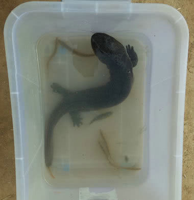 【娃娃鱼】河边夜钓,水中“大鲶鱼”竟爬上岸,小伙抓住却不知如何处理