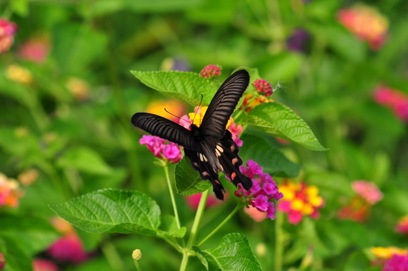 生肖|7月下旬，前缘难断，未痴情不改，终将挽回旧爱的四大生肖