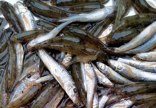 【】农村这种鱼，儿时很多，钓鱼人见到就头大，如今却5元一条很稀罕