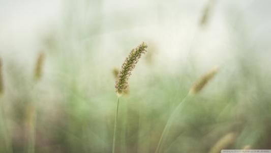 运势|猫巫占卜星座周运2020年7.20-7.26：面对困难，享受收获