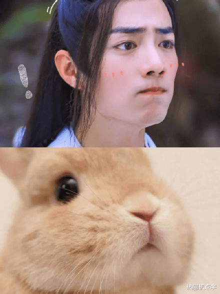 [娱乐圈]娱乐圈动物系长相大盘点，猴系鲶系长相吃香，肖战赵丽颖也被归类