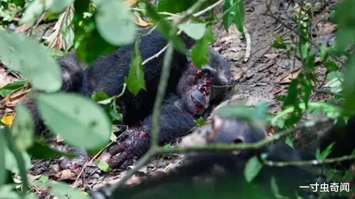 |猩球大战?贡贝黑猩猩战争,同类蚕食,揭露黑猩猩不为人知的一面