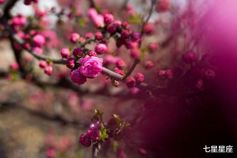 #运势#今天开始，3生肖命有吉星驾临，人生际遇更多，发财接连不断！