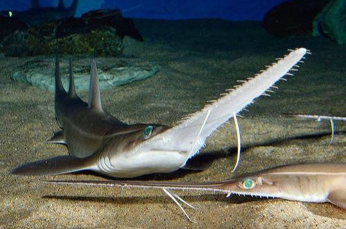 「鲨鱼」五种你看没见过的鲨雕