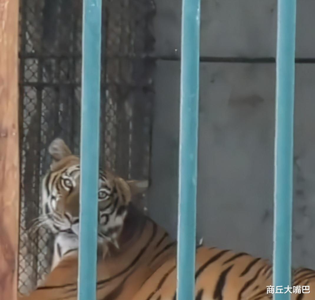 科学家|广州动物园老虎饿得皮包骨，养一只老虎一天需要多少钱