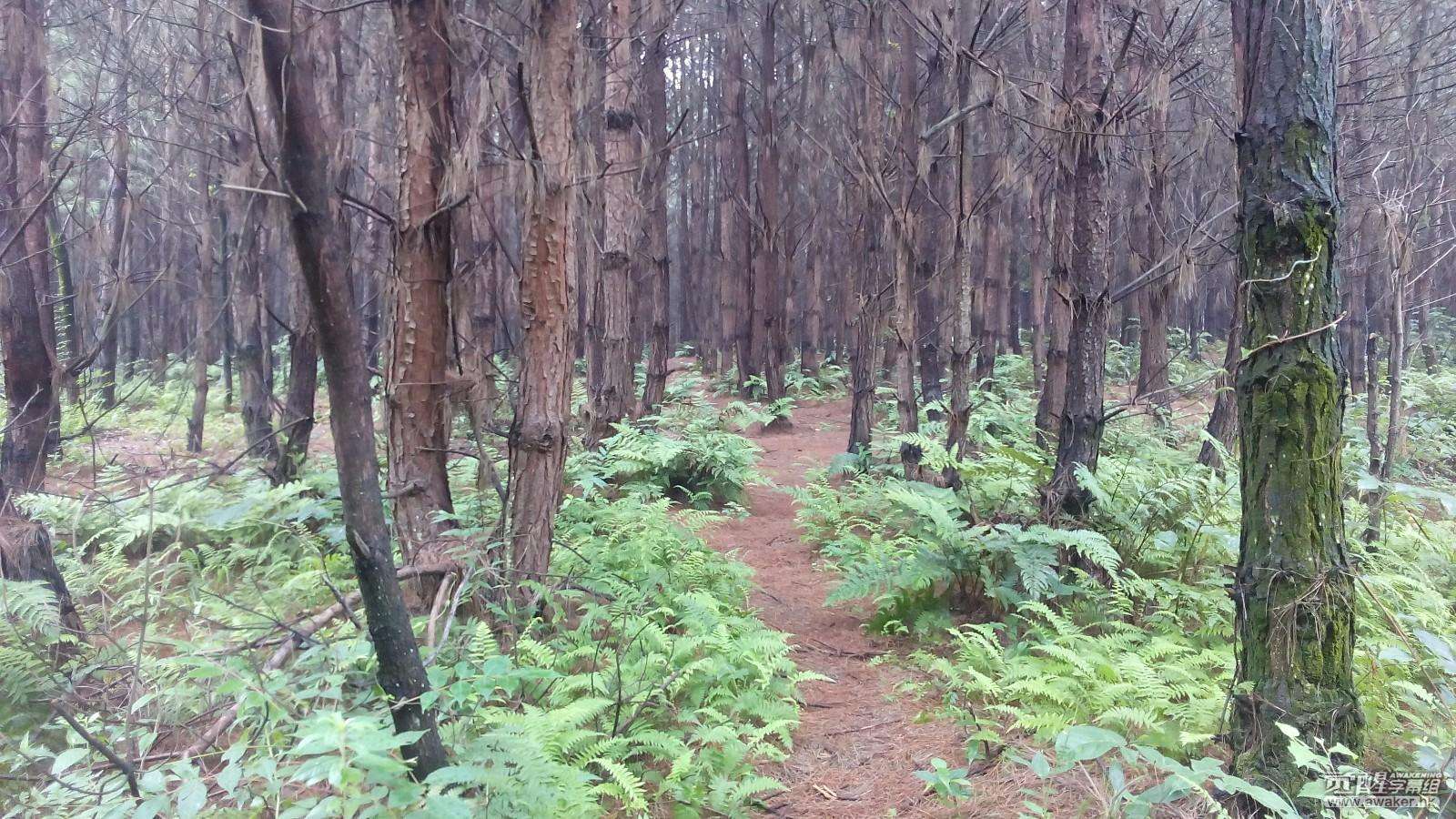 外星人■东北一小树林里出现“空中怪车”，闪烁绿光，有轰隆隆声，袭击区域发生异变！