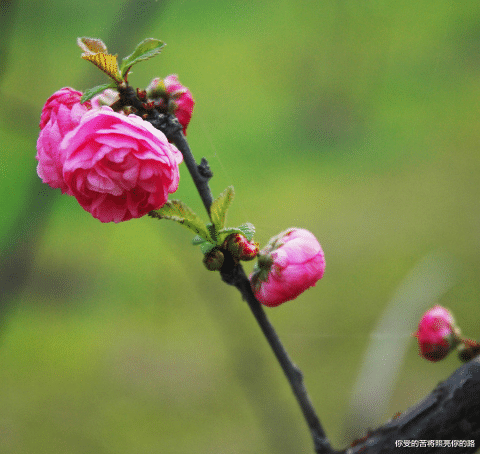 吉星|未来一个月走大运，4属相吉星降临，大吉大利，万事亨通