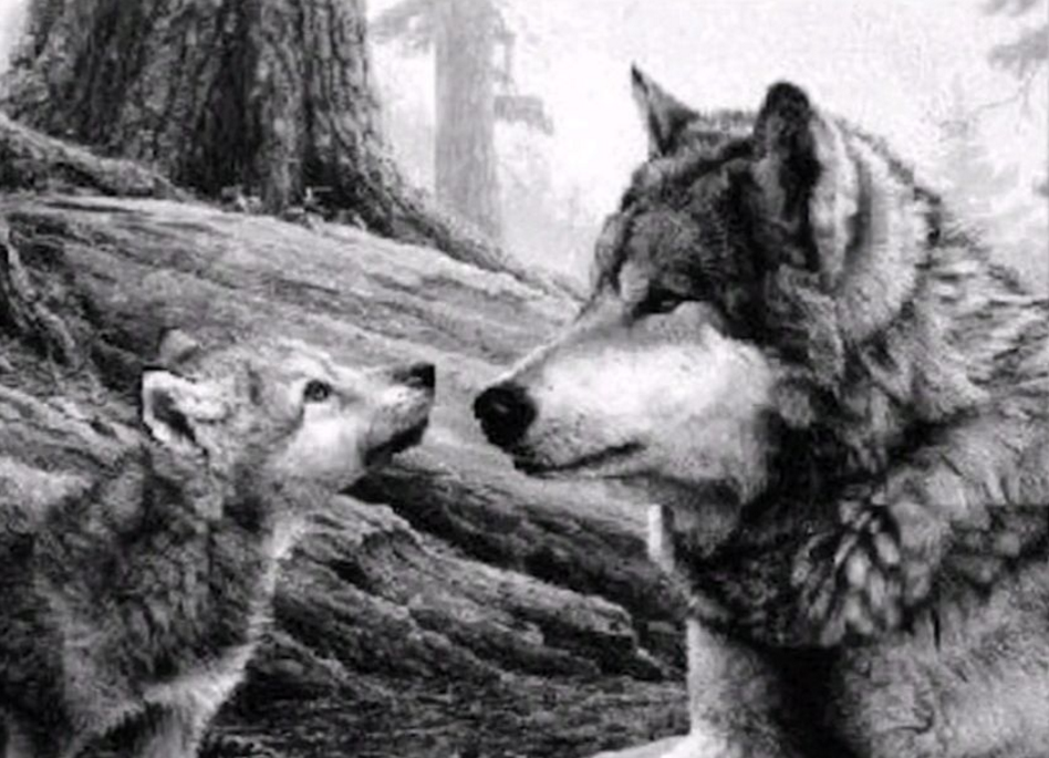 『』世界上体型最大的狼，1925年被认定灭绝，如今有人称看到活体