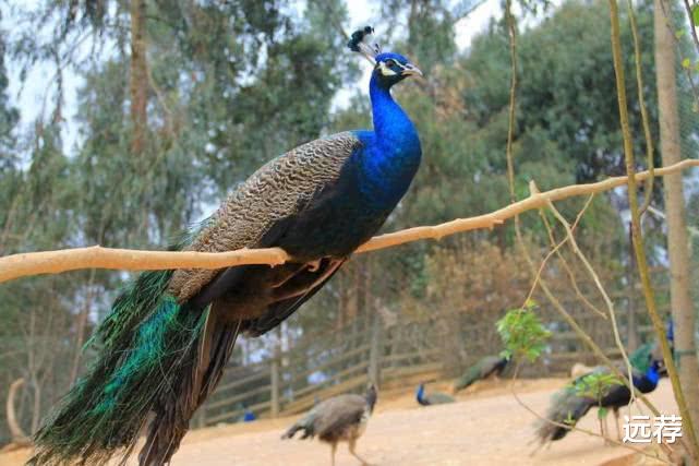 宣威■云南女子活抓孔雀给孩子拍照！还强行拔毛！你的形象真丑！