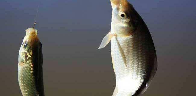 「鲤鱼」夏季鱼儿藏在哪？这9个钓位都是鱼窝，怪不得经常老钓友爆护！