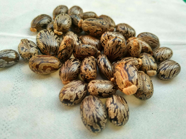 蓖麻毒素|农村常见的蓖麻，为什么是“暗杀毒药”？比砒霜毒千倍，尚无解药