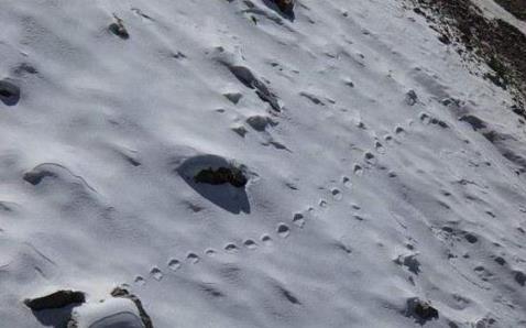 喜马拉雅山|喜马拉雅山雪人现身，高智商攻击性强，是人类近亲变异物种？