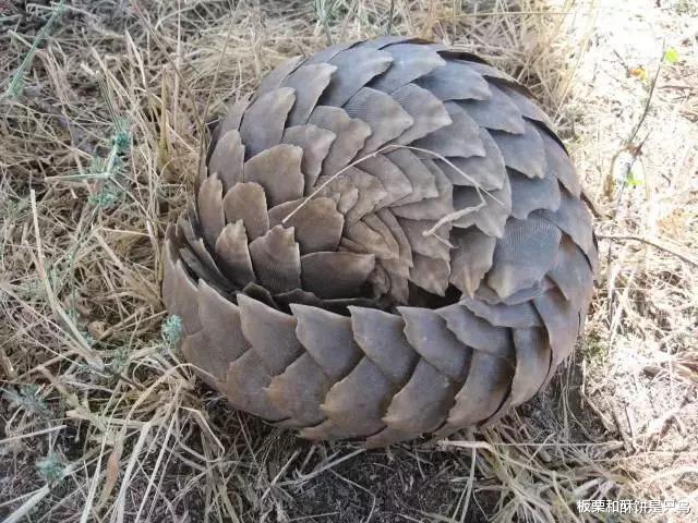 『穿山甲』穿山甲妈妈被摔打火烤，至死保护怀里的宝宝，人怎么忍心吃下它们