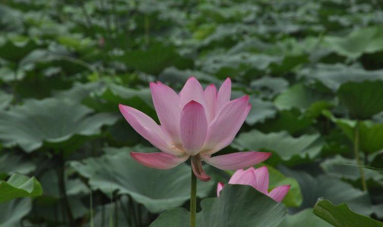 运势|10月开始，运势回升，贵人相助，事业步步高升的四大生肖