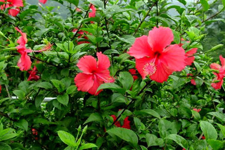 吉星|步入8月，喜鹊喳喳叫，4属相吉星加身，财运如虹，日子格外顺