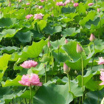 [生肖]一生最有福的3生肖女，心态年轻很有魅力，不缺钱也不缺爱