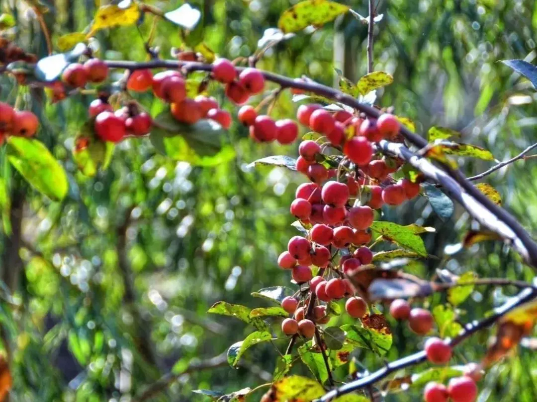 |醉赏南太行秋沟红韵，尽享童话般的世界