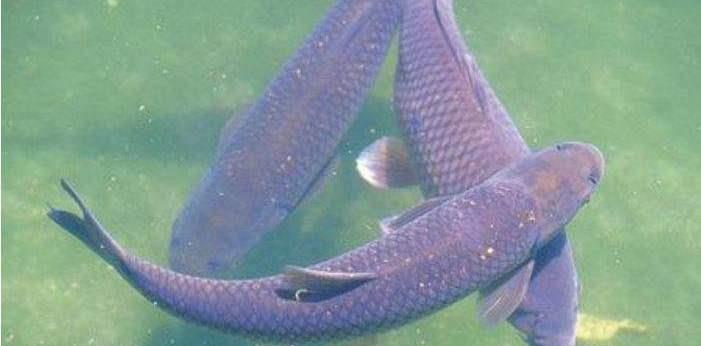 鲫鱼|又空军了!夏季钓鱼,为什么相对于冬季来说这么难?