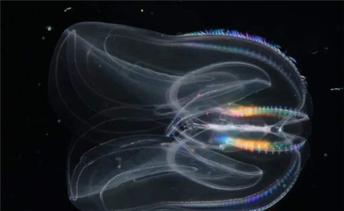 太空|美国将2487只水母送上太空,繁殖到6万只后,专家发觉不大对劲