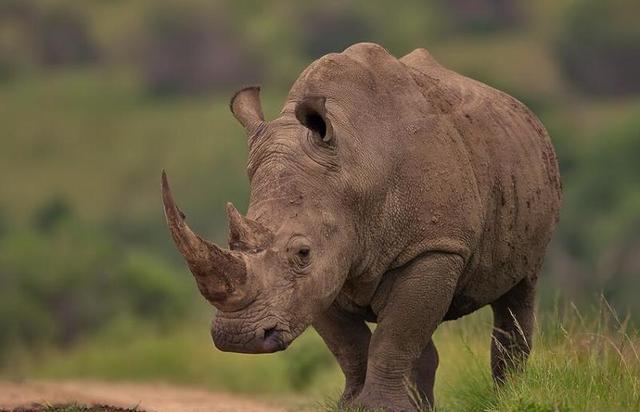 『大象』世界上杀人最多的动物是什么