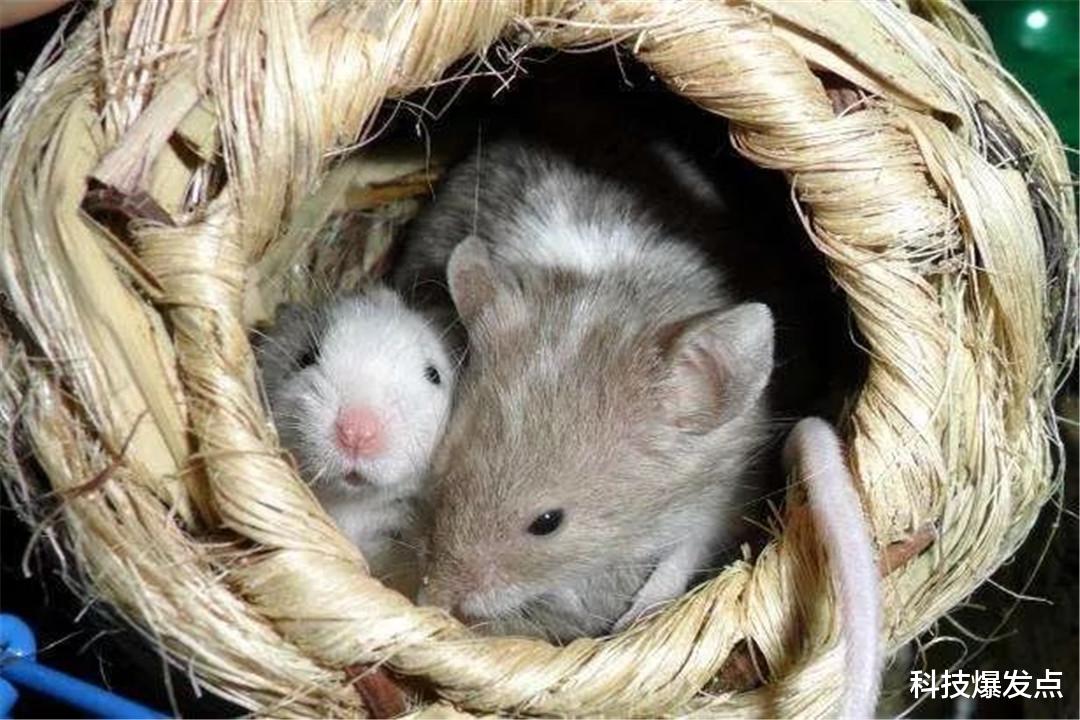|鼠王真的存在吗？老鼠尾巴打结是怎么回事？谁在指示它们？
