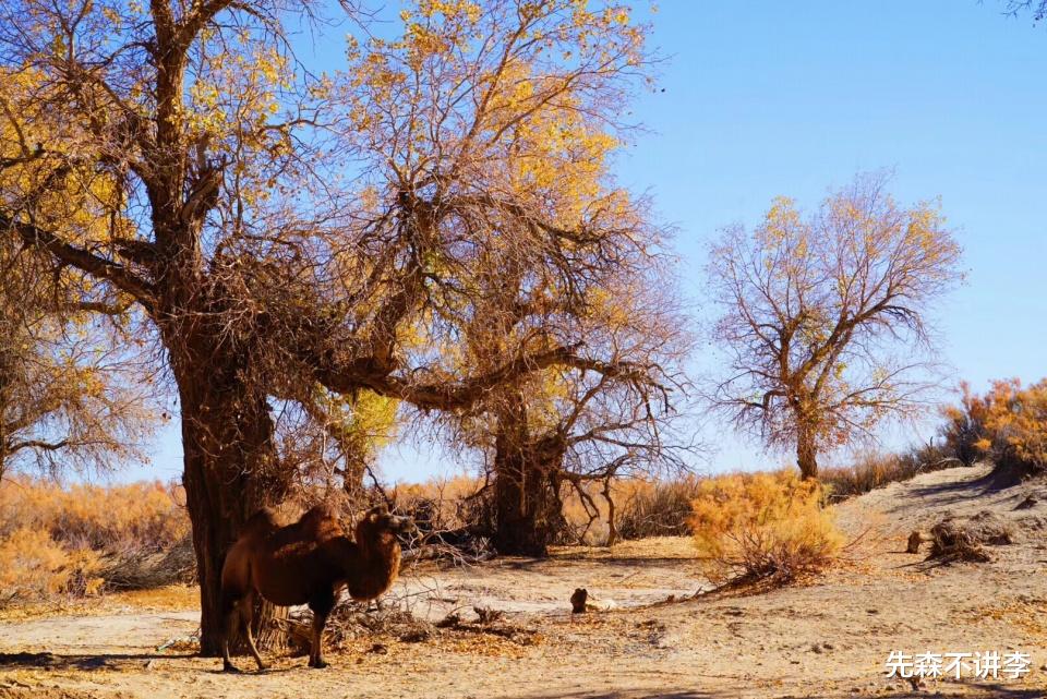 胡杨林|如果秋天的景色有段位，这里的秋色堪称C位，连电影都来这里取景