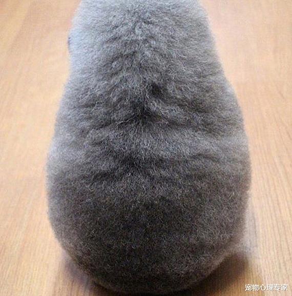 铲屎官|狗狗被带到宠物店美容，结束后一看造型，感觉狗子要自闭了