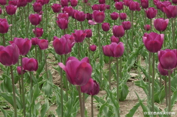 处女座|进入9月，4属相运势上升，前景光明灿烂，未来日子红似火
