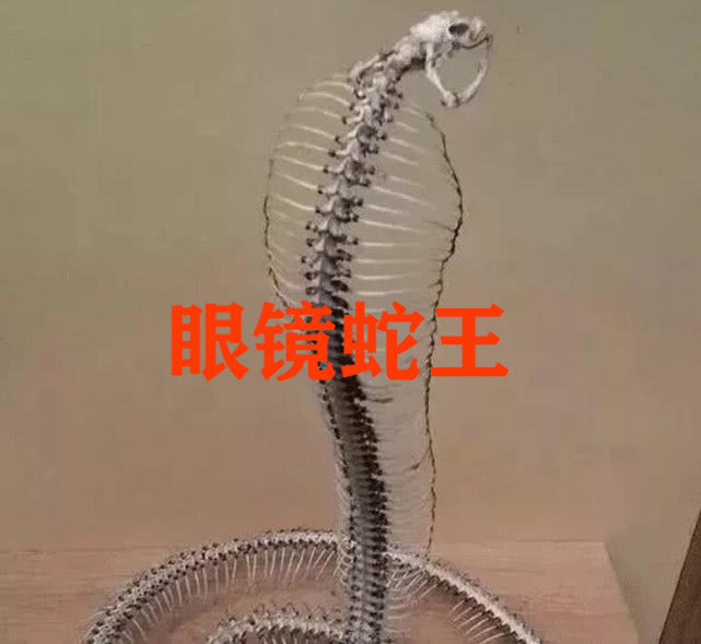 「」生物死后的骨架，蝙蝠和眼镜蛇认出来了，大熊猫愣是没认出来