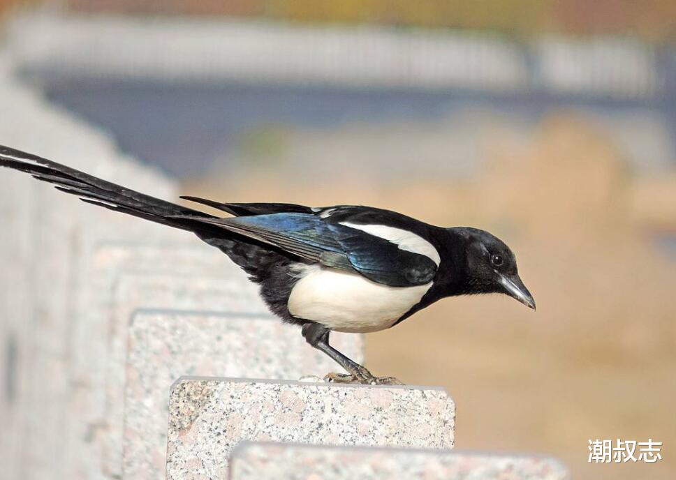 「运势」6月23号运势大红大紫，正财上升，横财不断的生肖