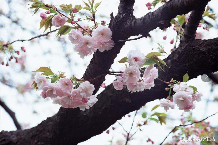 吉星|最近半年得到吉星的眷顾，财运一整年都能顺畅通达的3大生肖