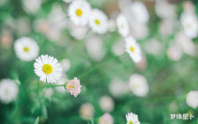 生肖▲天生魅力四射的星座，无论走到哪，总能散发出令人无法拒绝的魅力